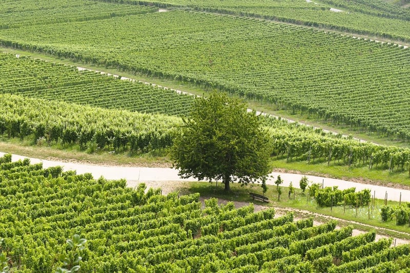 Lush Vineyard